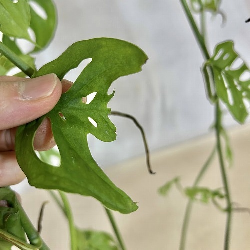 植物 マドカズラ オブリクア エクスピラータ 5号吊り鉢(個体おまかせ1鉢