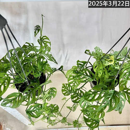 植物 マドカズラ オブリクア エクスピラータ 5号吊り鉢(個体おまかせ1鉢