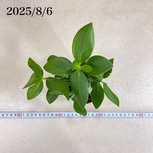 ヒドノフィツム パプアナム 2.5号硬質ポット(現品)｜芳樹園