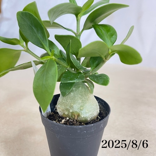 G244 新芽展開開始！貴重種大株板付！ヒドノフィツム パプアナム現地球 養生株 G244 新芽展開開始！貴重種大株板付！ヒドノフィツム パプアナム