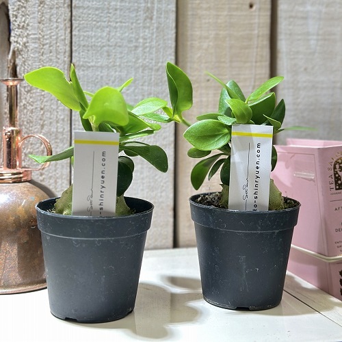 ヒドノフィツム パプアナム 2.5号硬質ポット(現品)｜芳樹園