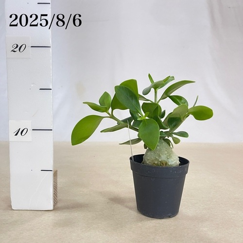 ヒドノフィツム パプアナム 2.5号硬質ポット(現品)｜芳樹園