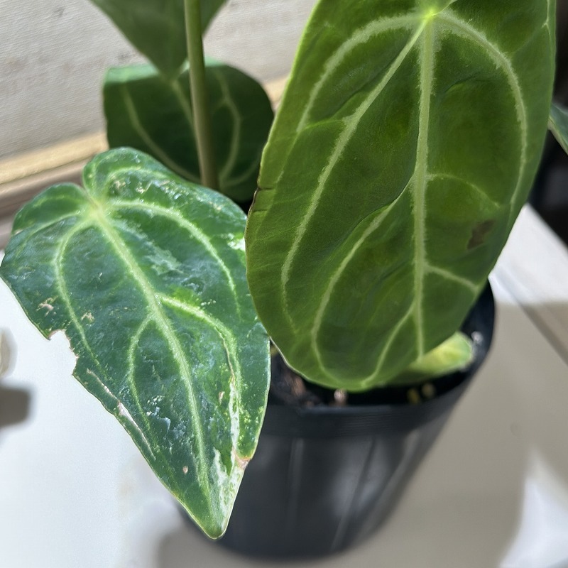 アンスリウム レガレ ダークフォーム 3.5号ポット(個体おまかせ1鉢