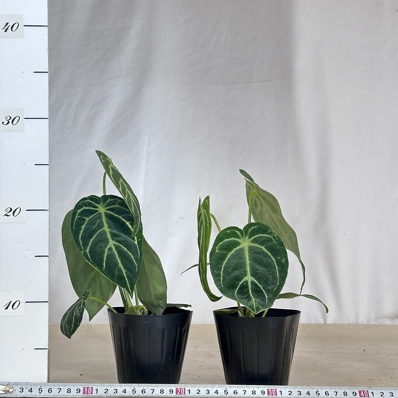 アンスリウム レガレ ダークフォーム 3.5号ポット(個体おまかせ1鉢