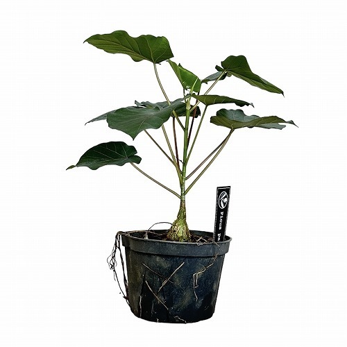 【お盆最終値下げ】ラディオニックペンデュラム　【イギリス直輸入、未使用貴重品】 kontex コンテックス オーガニック コットンベア [CONCENT