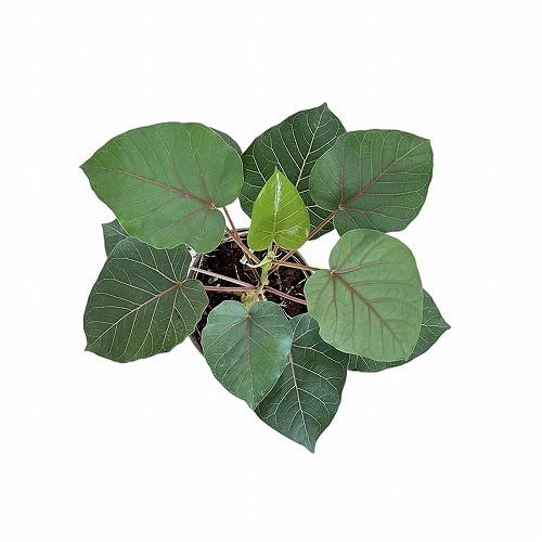 【お盆最終値下げ】ラディオニックペンデュラム　【イギリス直輸入、未使用貴重品】 期間限定！10%OFFクーポン配布中！トレイ マットブラック｜ZACK