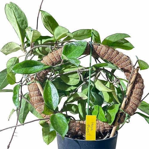 hoya ホヤ フィルラ ロング 4号 hoya ホヤ フィルラ ロング 4号 ホヤ：ロツンデフォリア 4号吊り