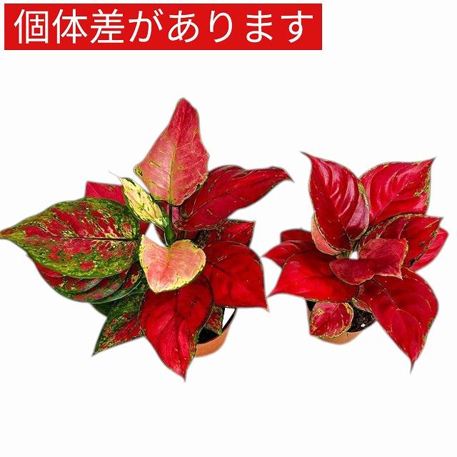 アグラオネマ ビューティー 赤み強め 3.5号硬質ポット(個体おまかせ1鉢