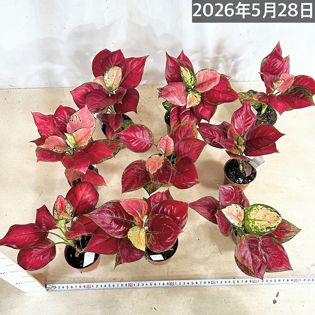 アグラオネマ ビューティー 赤み強め 3.5号硬質ポット(個体おまかせ1鉢