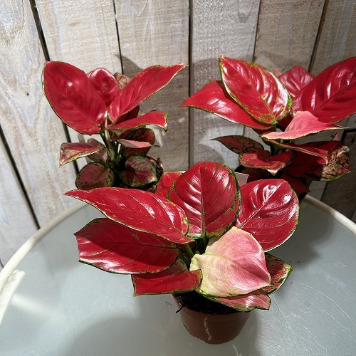 アグラオネマ ビューティー 赤み強め 3.5号硬質ポット｜芳樹園