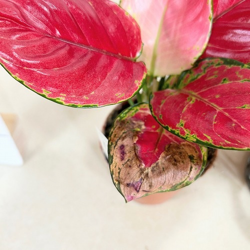 アグラオネマ ビューティー 赤み強め 3.5号硬質ポット｜芳樹園