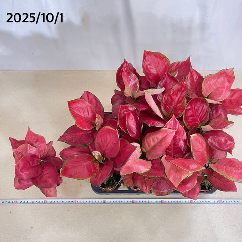 アグラオネマ ビューティー 赤み強め 3.5号硬質ポット｜芳樹園