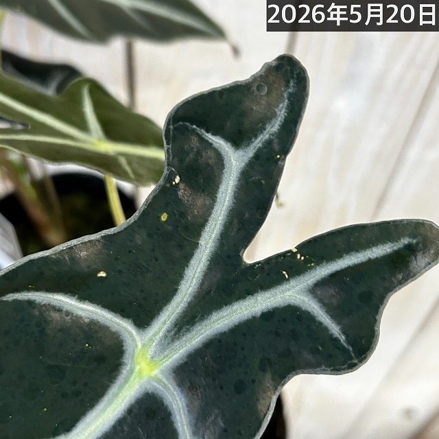 アロカシア ノビリス 3号ポット｜芳樹園オンラインショップ