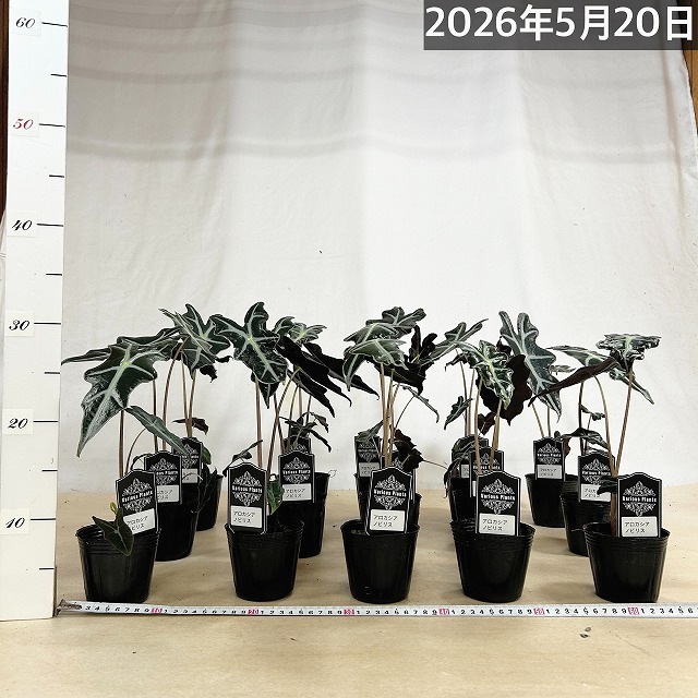 アロカシア ノビリス 3号ポット｜芳樹園オンラインショップ