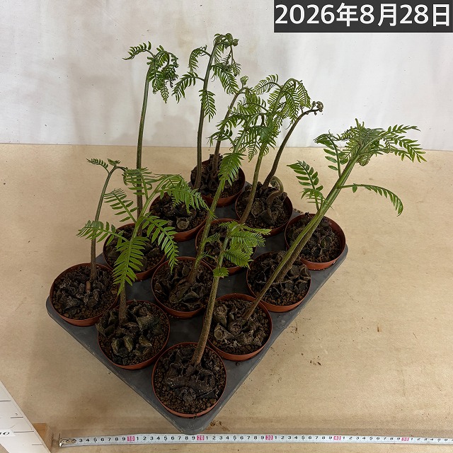 リュウビンタイ 3号硬質ポット(個体おまかせ1鉢)｜芳樹園オンライン