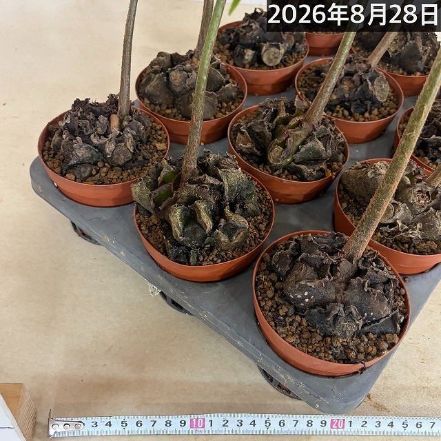 リュウビンタイ 3号硬質ポット(個体おまかせ1鉢)｜芳樹園オンライン