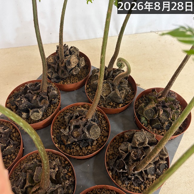 リュウビンタイ 3号硬質ポット(個体おまかせ1鉢)｜芳樹園オンライン
