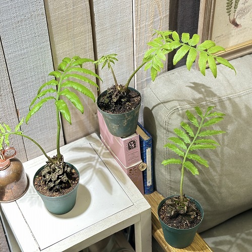 リュウビンタイ大株 リュウビンタイ 3号硬質ポット(個体おまかせ1鉢)｜芳樹園オンライン