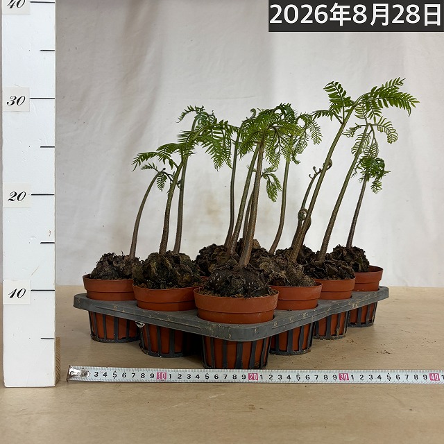 リュウビンタイ 3号硬質ポット(個体おまかせ1鉢)｜芳樹園オンライン