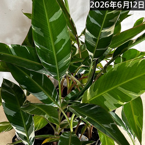 h*店様 【斑入りバナナ】ムサアエアエ　フロリダバリエガータ3.5号 斑入りバナナ】ムサアエアエ フロリダバリエガータ3.5号 斑入りバナナ
