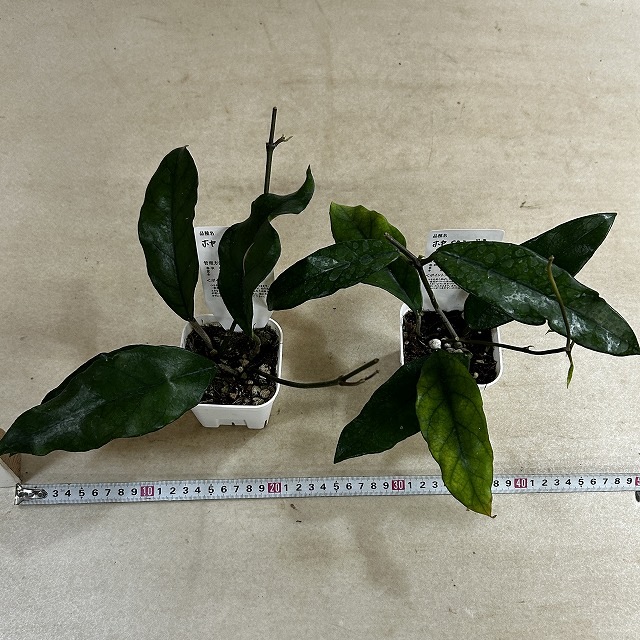 902 Hoya sp. Padang 3号　ホヤ　エスピー　パアダング　花座3 ホヤ sp. シンガポール 3号スリット鉢(個体おまかせ1鉢)｜芳樹園