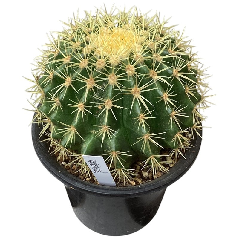 エキノカクタス 短棘金鯱(エキノキンシャチ) 5号鉢(現品)｜芳樹園