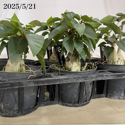 フィカス パルメリー 5号｜芳樹園オンラインショップ