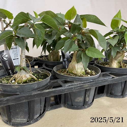 フィカス パルメリー 5号｜芳樹園オンラインショップ