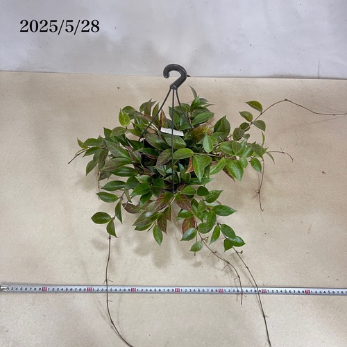 ホヤ サンライズ 5号吊り鉢(現品)｜芳樹園オンラインショップ