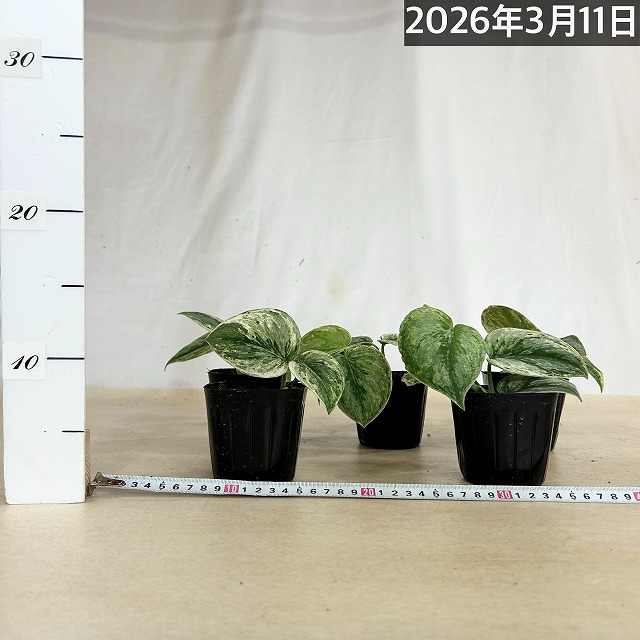 斑入りスキンダプサス エキゾチカ ホログラム 3.5号ポット(個体
