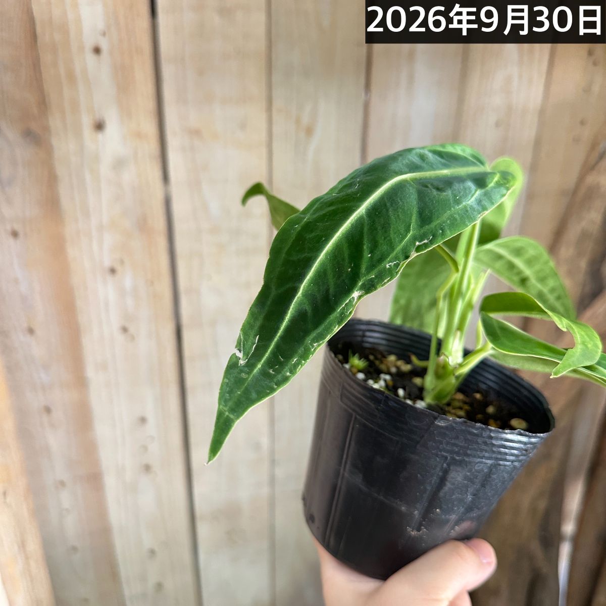 アンスリウム ワロクアナム※葉傷みあり 3.5号ポット(個体おまかせ1鉢