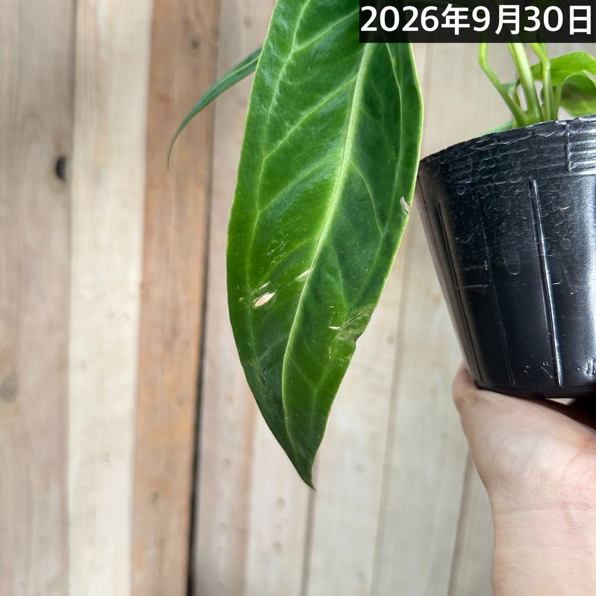 アンスリウム ワロクアナム※葉傷みあり 3.5号ポット(個体おまかせ1鉢