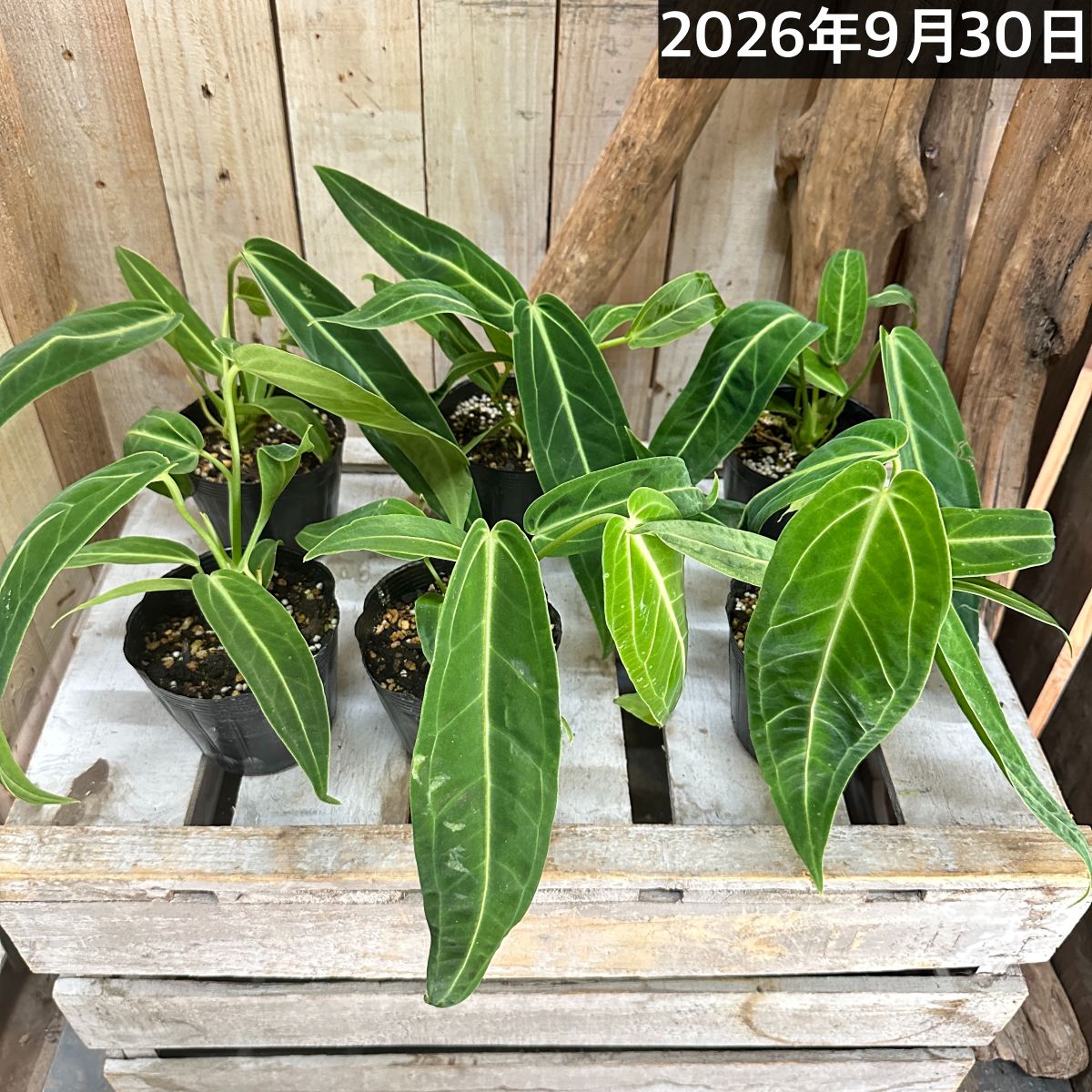 アンスリウム ワロクアナム※葉傷みあり 3.5号ポット(個体おまかせ1鉢