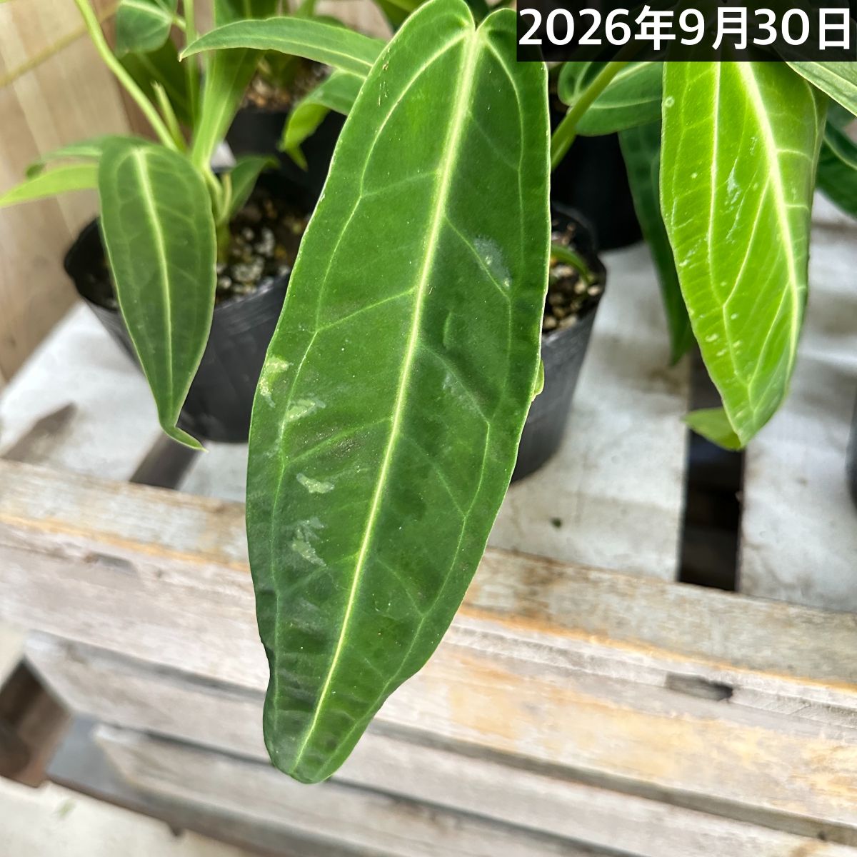 アンスリウム ワロクアナム※葉傷みあり 3.5号ポット(個体おまかせ1鉢