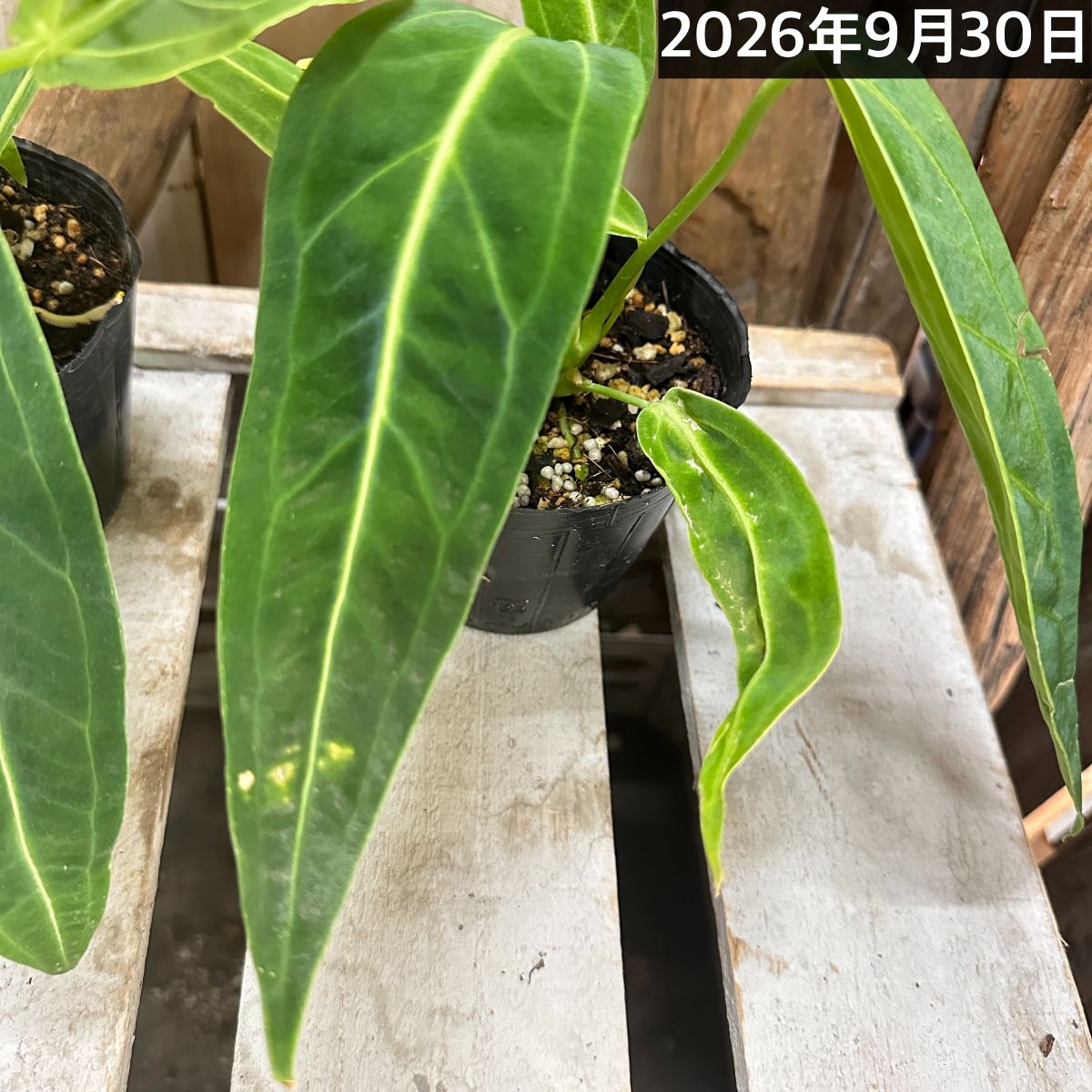 アンスリウム ワロクアナム※葉傷みあり 3.5号ポット(個体おまかせ1鉢