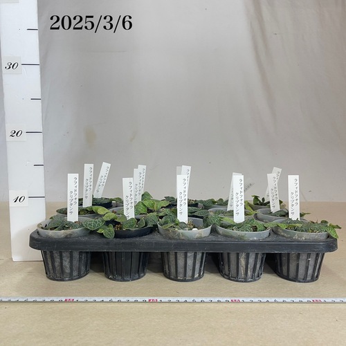ラフィドフォラ クリプタンサ 2.5号 ｜芳樹園オンラインショップ