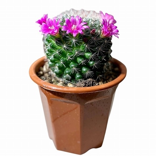 現在花無し】サボテン 3.5号｜芳樹園オンラインショップ
