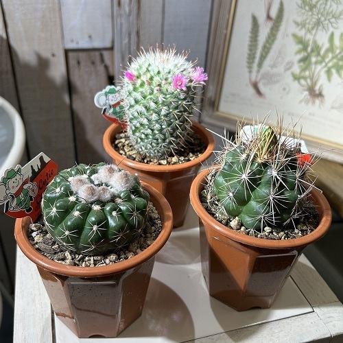 現在花無し】サボテン 3.5号｜芳樹園オンラインショップ