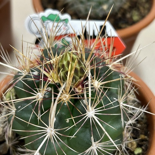 現在花無し】サボテン 3.5号｜芳樹園オンラインショップ