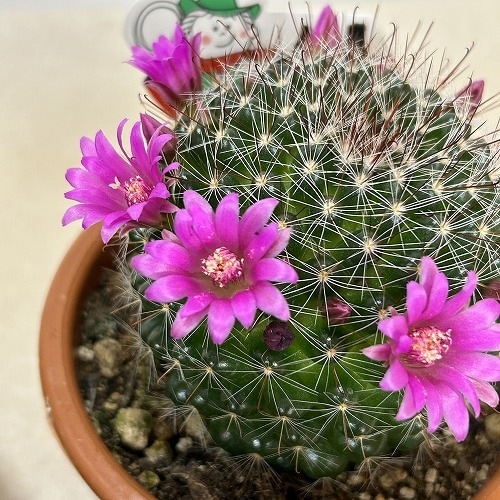 現在花無し】サボテン 3.5号｜芳樹園オンラインショップ