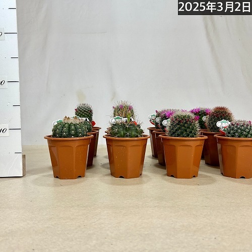 【珍品.斑入り】多肉植物　花サボテン　Cc-62. 珍品.斑入り】多肉植物 花サボテン Cc-62. 珍品.斑入り】多肉