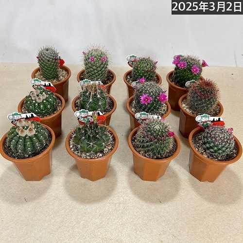 サボテン 30-時光 金紐シリーズ 花サボテン柱サボテン カキコ 花サイズ