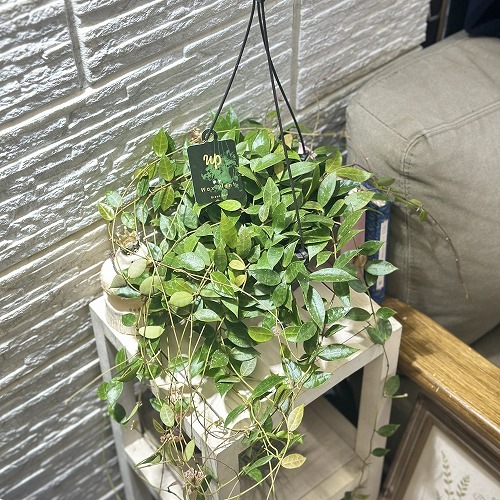 ホヤ ラクノーサ レベッカ 5号吊り鉢(現品)｜芳樹園オンラインショップ