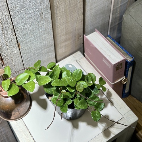 ホヤ マチルダ 3.5号ポット(個体おまかせ1鉢)｜芳樹園オンラインショップ