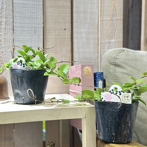 ホヤ マチルダ 3.5号ポット(個体おまかせ1鉢)｜芳樹園オンラインショップ