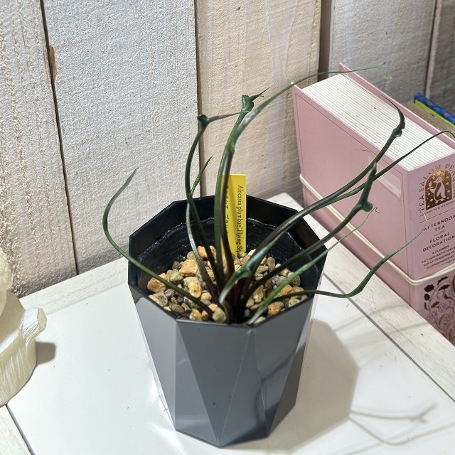 アロカシア プランバエ フライングスクイッド 3.5号黒鉢(現品)｜芳樹園