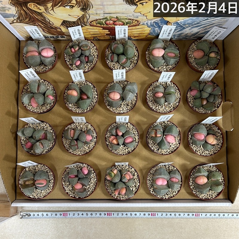 傷み有り]メセン プレイオスピロス 令和の桃太郎 2.5号(個体おまかせ1