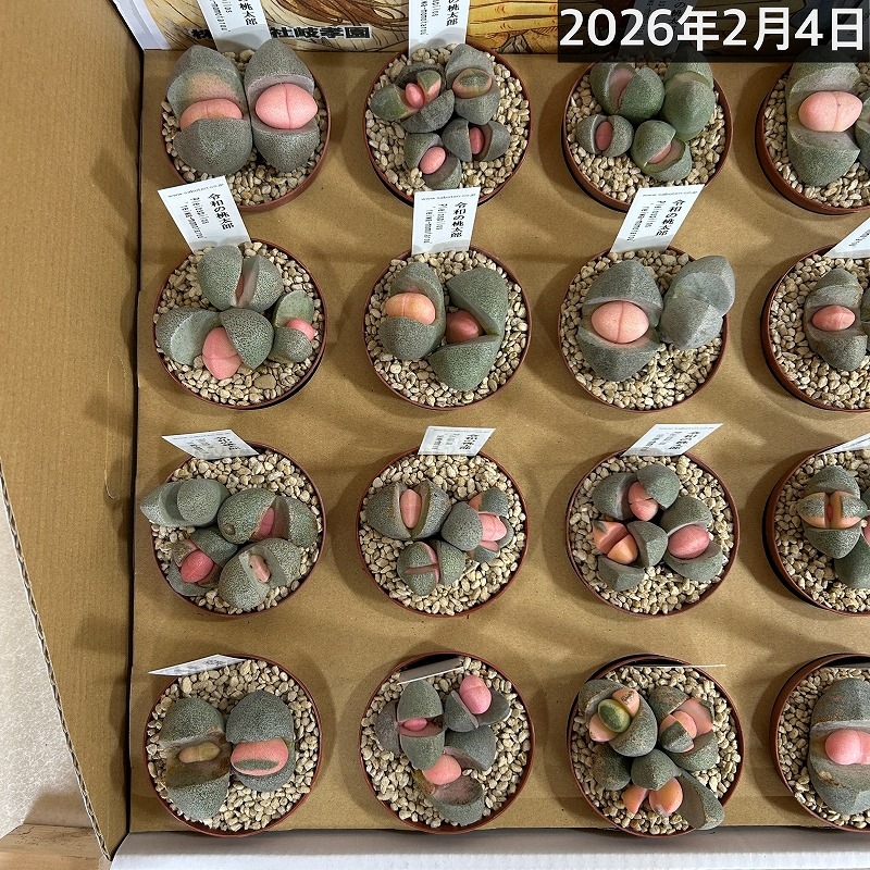 傷み有り]メセン プレイオスピロス 令和の桃太郎 2.5号(個体おまかせ1