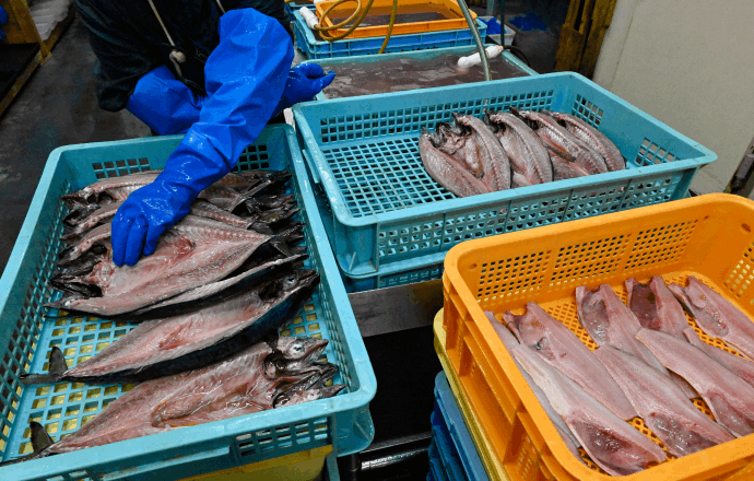 干魚4種セット（ほっけ・にしん・さば各1枚、さんま2尾） | すべての