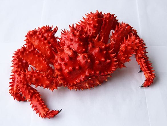 冷花咲がに/1尾